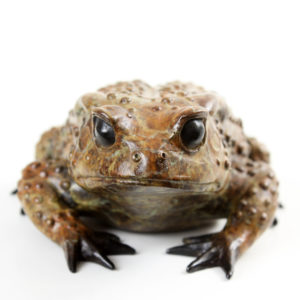 Common Toad, Female