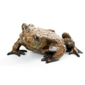 Common Toad, Male