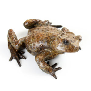Common Toad, Male