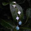 Long Aqua 2-Part Earrings by Essemgé - on dark foliage