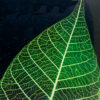 detail of Green skeleton leaf cuff by Sue Gregor