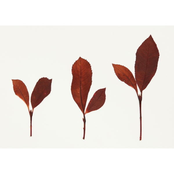 'Three Brown Leaves'