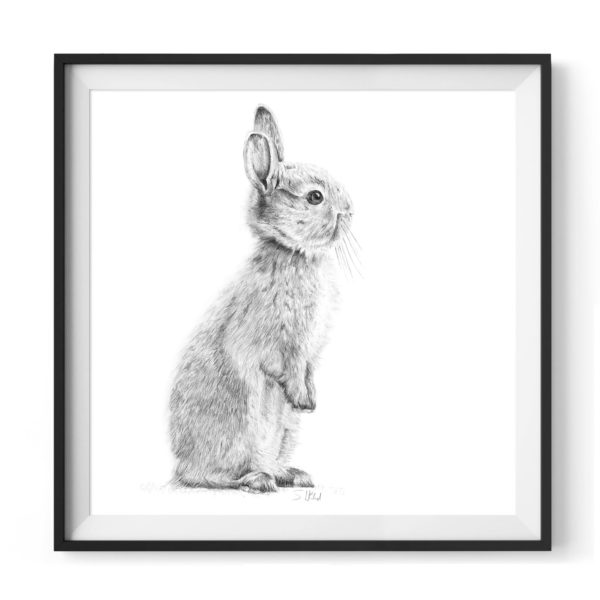 bushy-bunny-drawing F