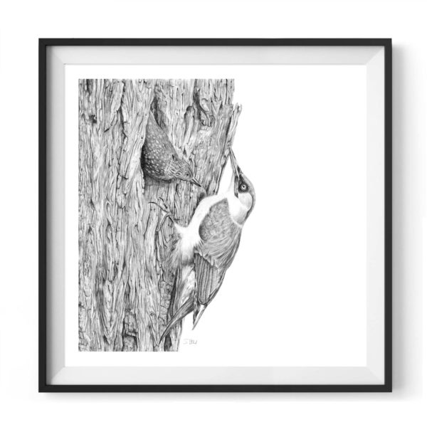 bushy-woodpeckers-drawing-4