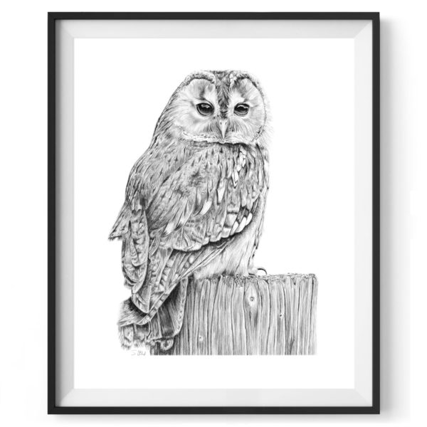 greenwich-owl-drawing-4