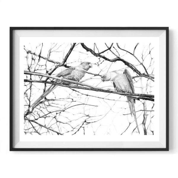 hyde-park-parakeets-drawing-4