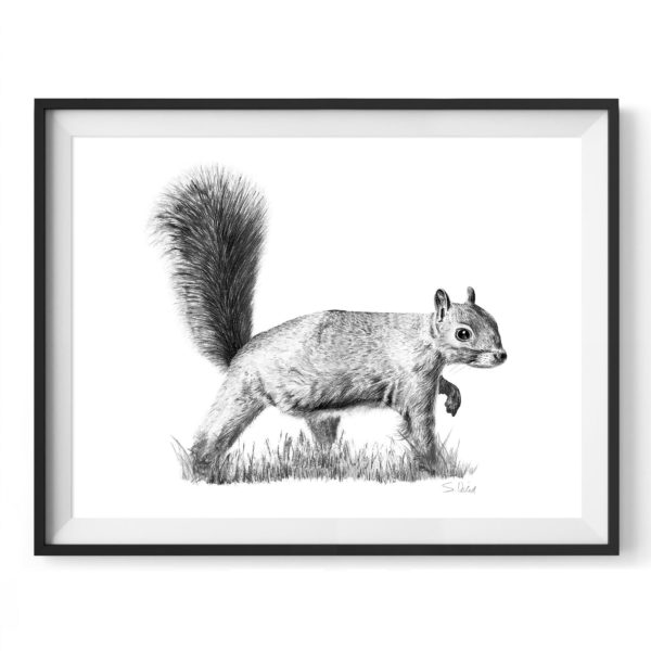 hyde-squirrel-drawing-4