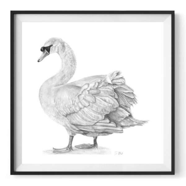 hyde-swan-drawing 3