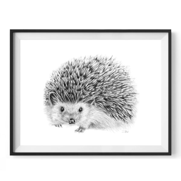 regent-hedgehog-drawing-4