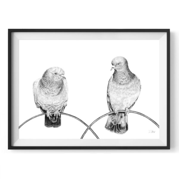 regent-pigeons-drawing-3