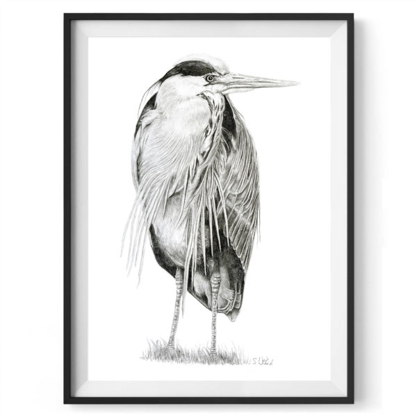 richmond-riverside-heron-drawing-4