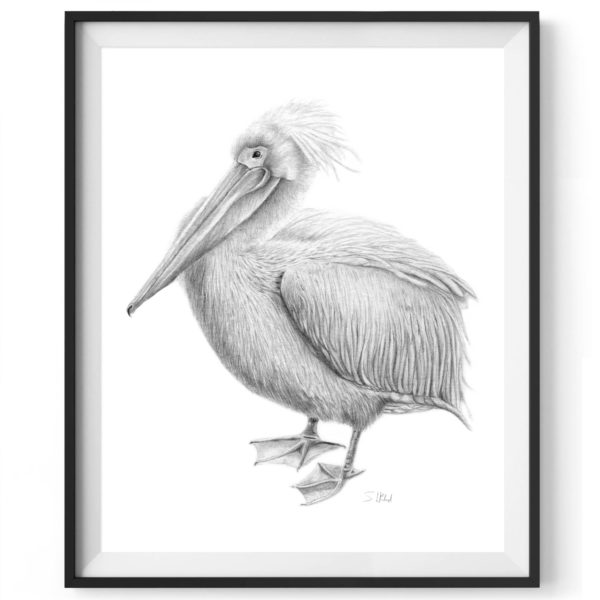 st-james-pelican-drawing-4