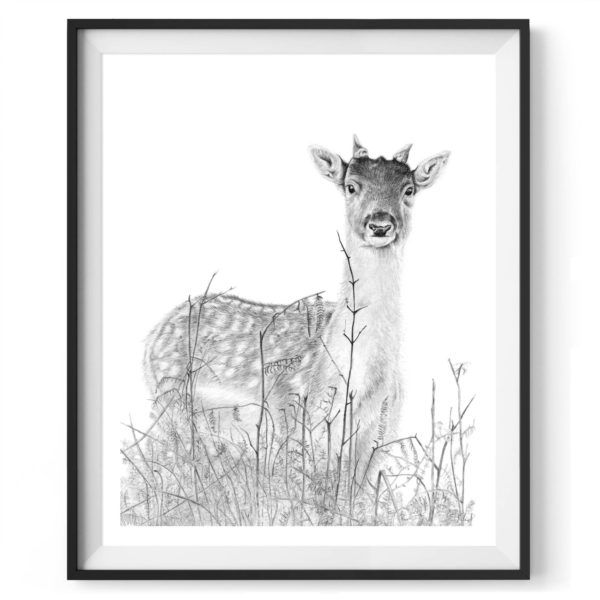 young-richmond-deer-drawing-5
